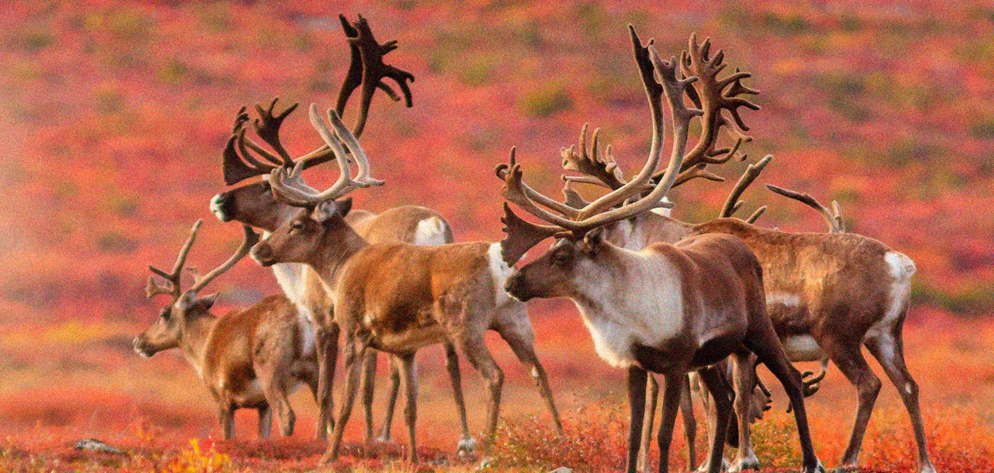 What We're Defending Defend Brooks Range