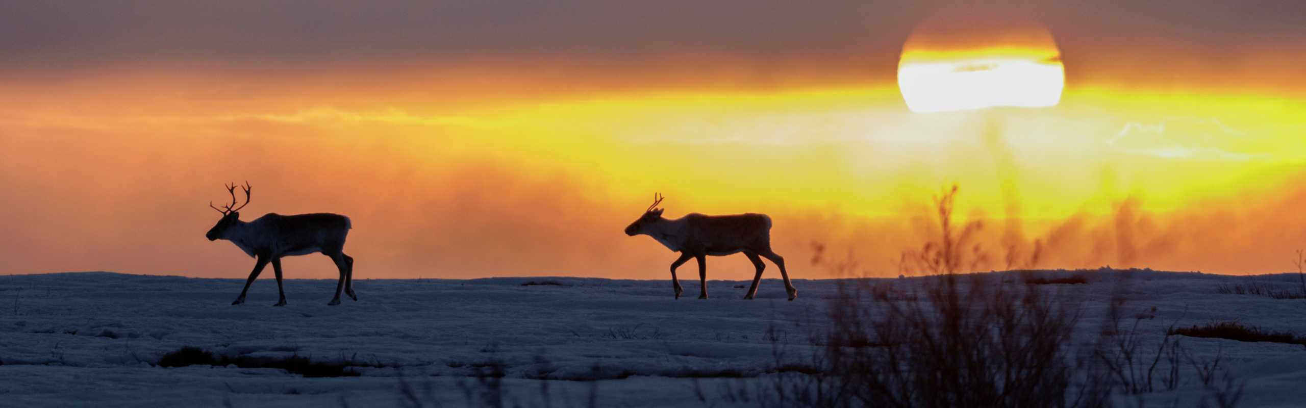 caribou in the Alaskan sunrise